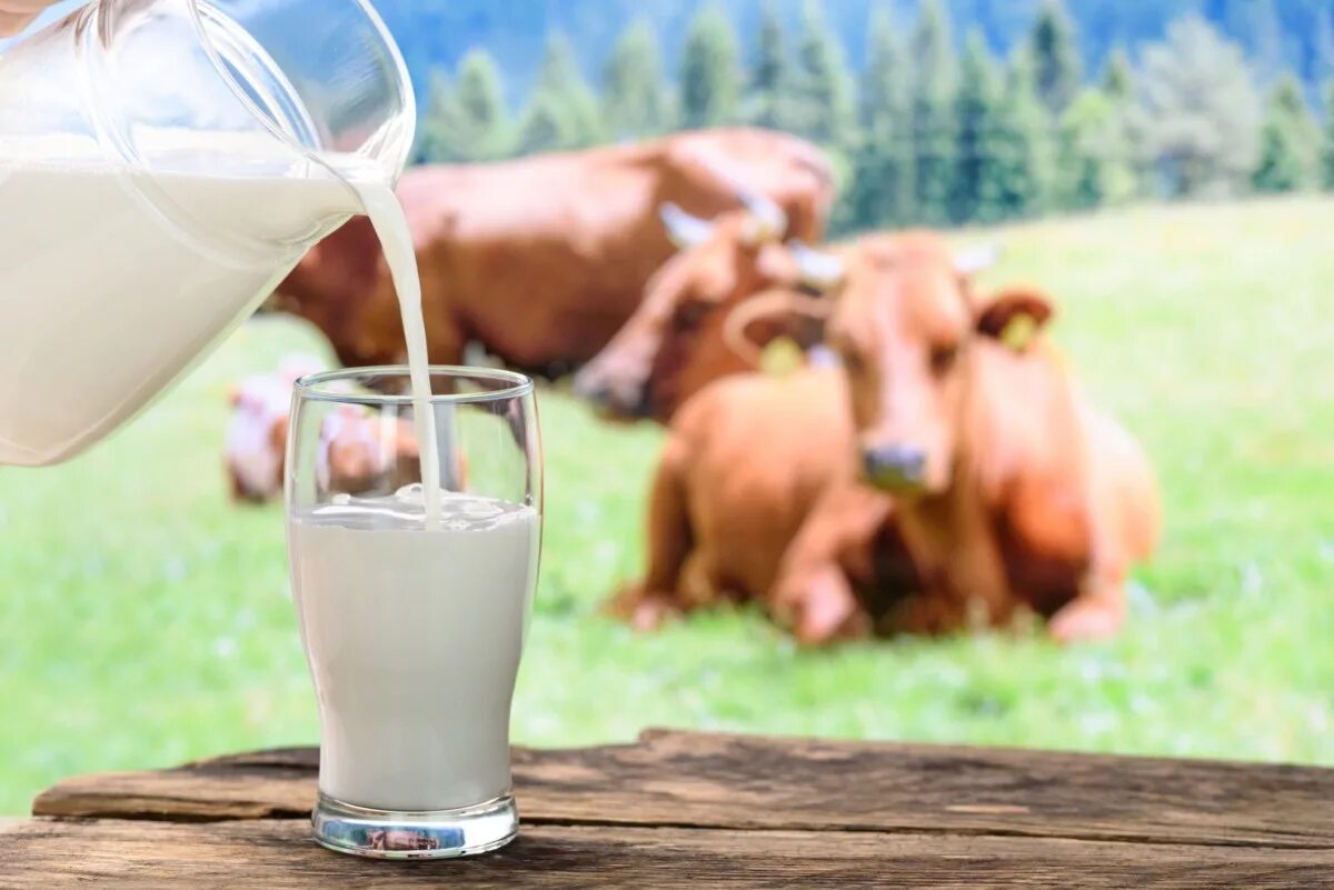 Молоко занявшее первое место. Корова молоко. Молочная корова. Молочная продукция с коровой. Вкусное молоко.
