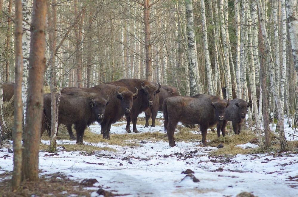 Национальный парк орловское. Орел заповедник Орловское Полесье. Хотынец Орловское Полесье. Орловская область нац парк Орловское Полесье. Национальный парк Орловское Полесье ЗУБР.