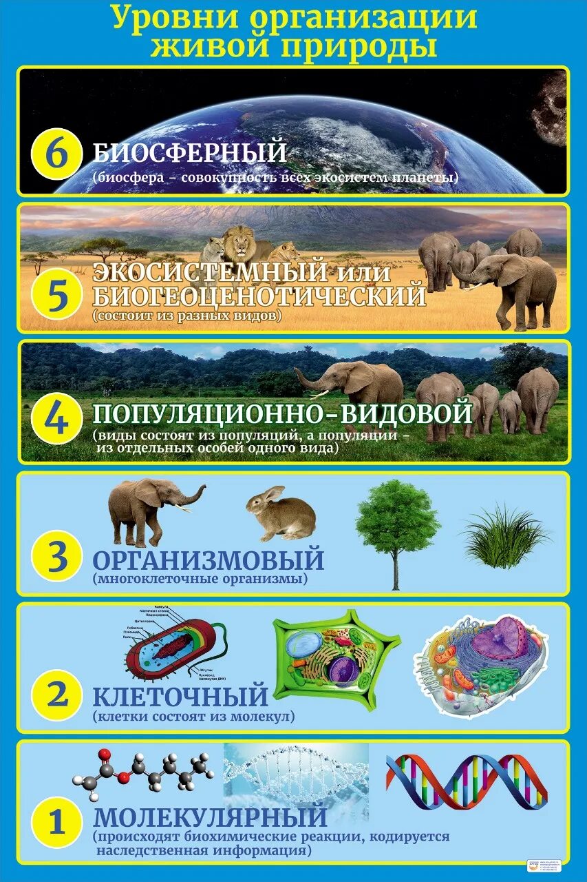 Уровни организации живого ЕГЭ биология таблица. Уровни организации живых организмов. Уровни организации живой природы биология. Таблица по биологии уровни организации живых систем.