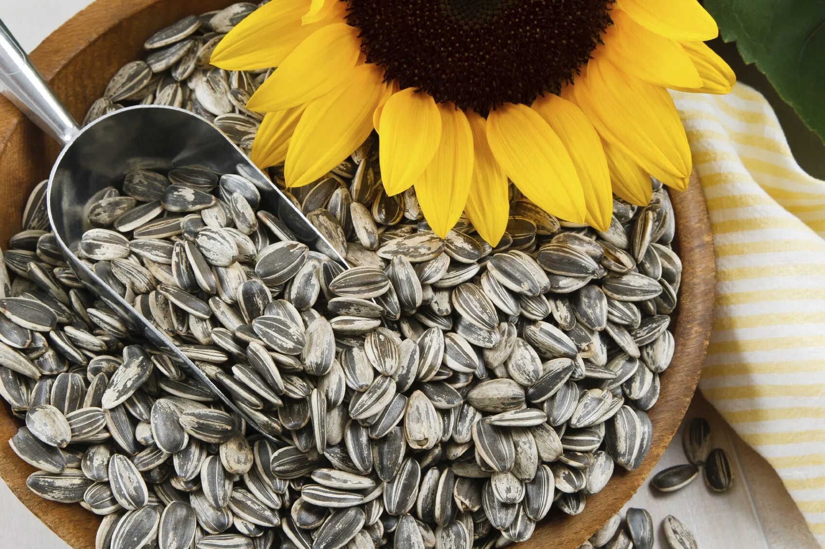 Обсемененные семечки. Семена подсолнечника (Sunflower Seeds. Семечки Sunflower Seeds. Щелканье семечек. Семечки подсолнечные неочищенные.