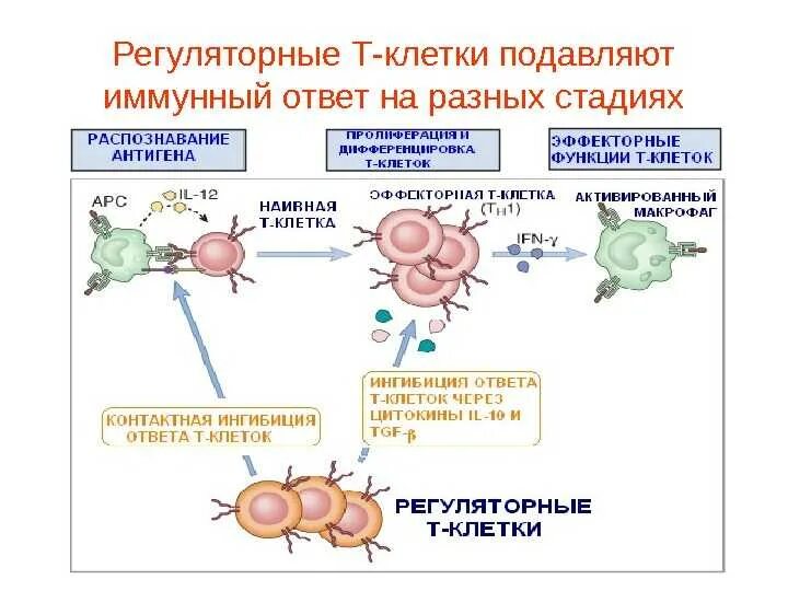 T регуляторные клетки. Т регуляторные клетки иммунология. Регуляторная функция т-лимфоцитов. Регуляторные т клетки механизм иммунология.