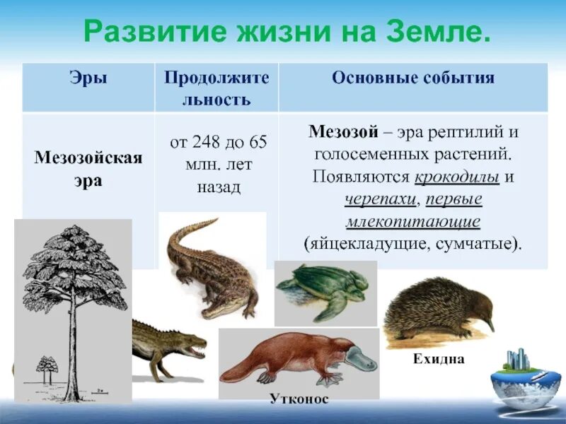 Тест эры жизни. Развитие жизни на земле. Этапы развития жизни. Эры развития жизни на земле. Эры эволюции жизни на земле.