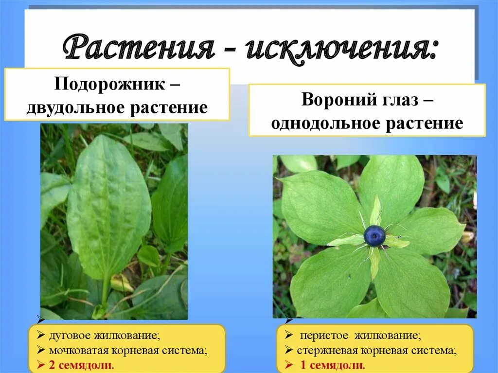 Вороний глаз растение. Подорожник покрытосеменное растение. Голосеменные двудольные растения. Вороний глаз покрытосеменное растение.