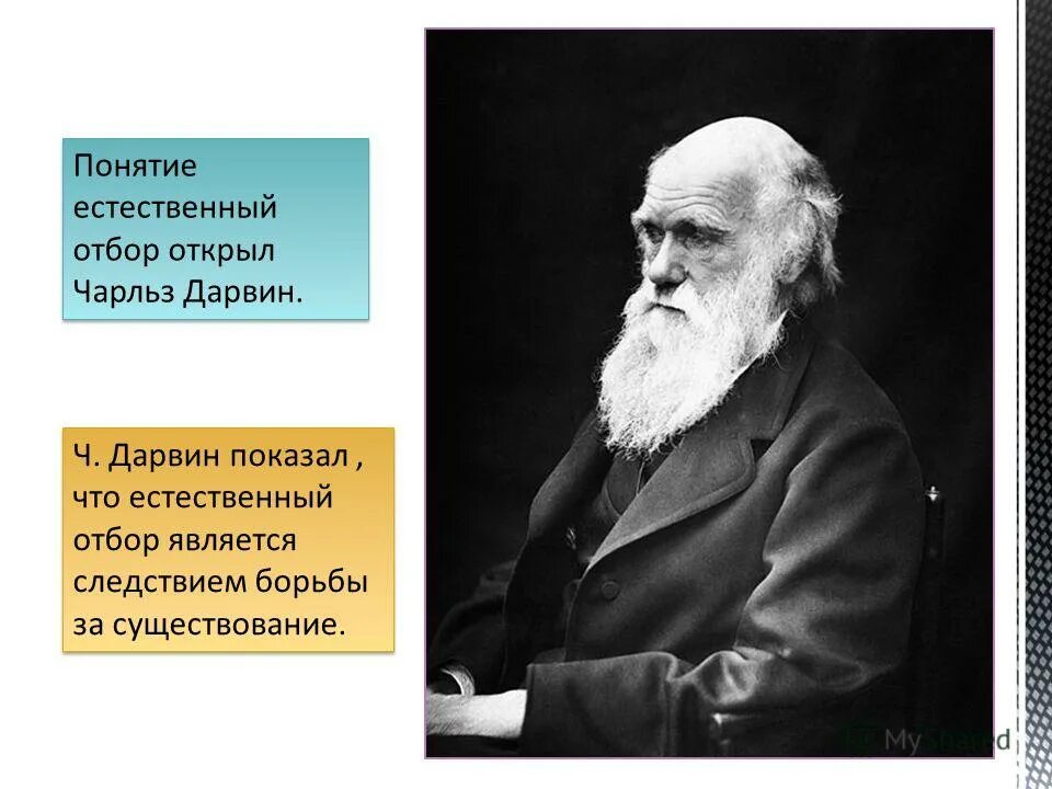 Автор идеи естественного отбора. Теория эволюции чарльза дарвина таблица. Автор идеи естественного отбора. Автор идеи естественного отбора. Автор идеи естественного отбора.