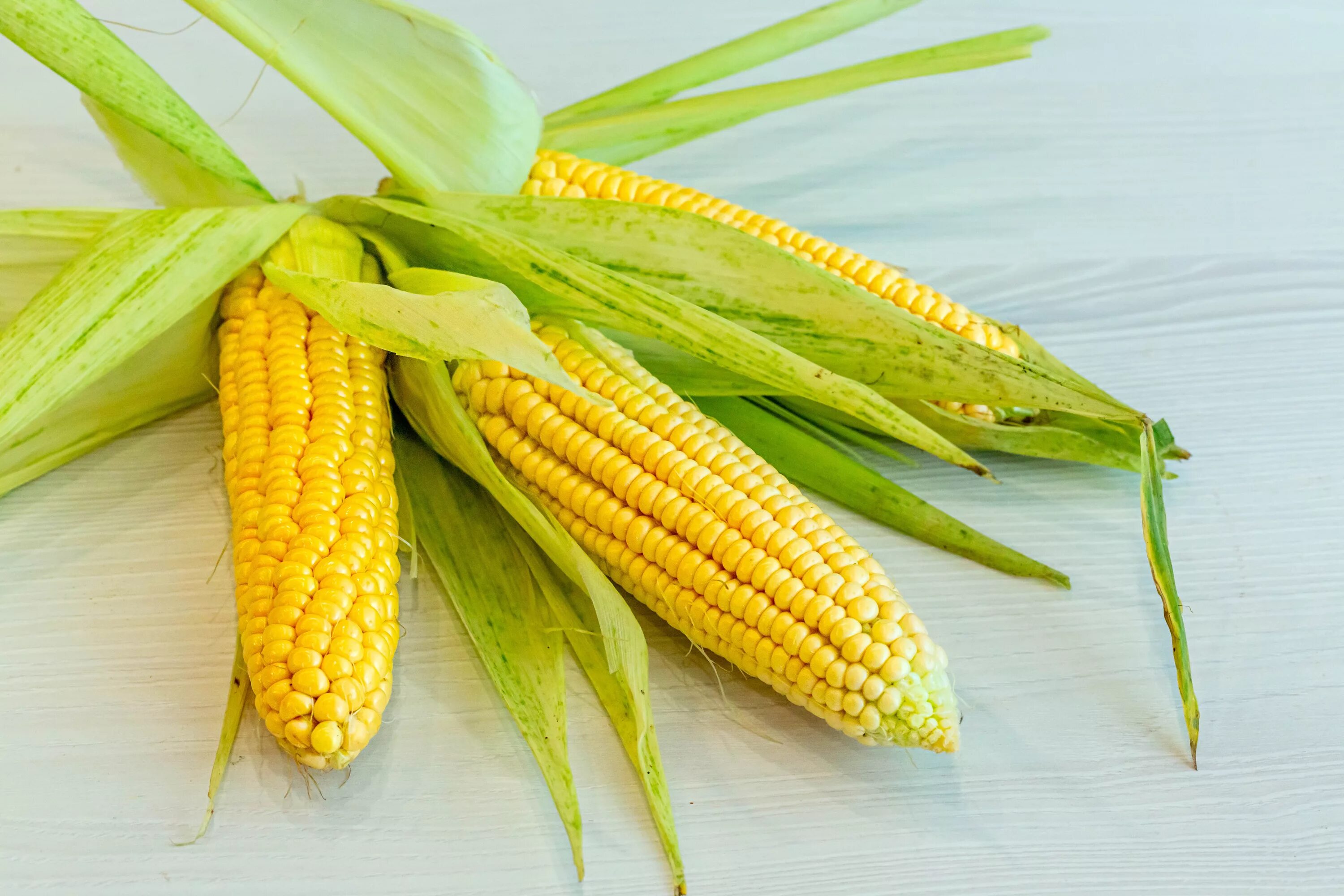 Кукуруза початок. Молочная кукуруза в початках. Кукуруза сахарный початок. 3 Початка кукурузы. Corn кукуруза