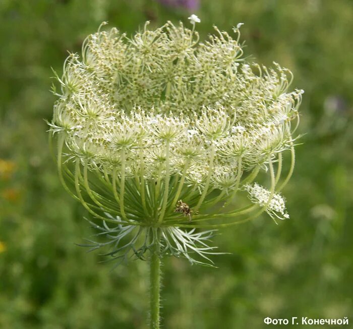 Морковь Дикая (Daucus carota). Дикая морковь зонтичные. Дикая морковь, морковник. Баркан Дикая морковь. Морковь дикая купить