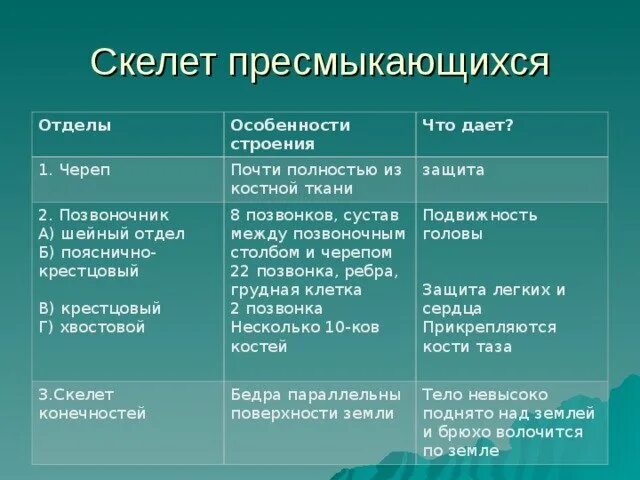 Таблица земноводных 8 класс. Скелет пресмыкающихся 7 класс таблица. Особенности строения скелета пресмыкающихся таблица. Таблица отделы скелета рептилий. Пресмыкающиеся характеристика.