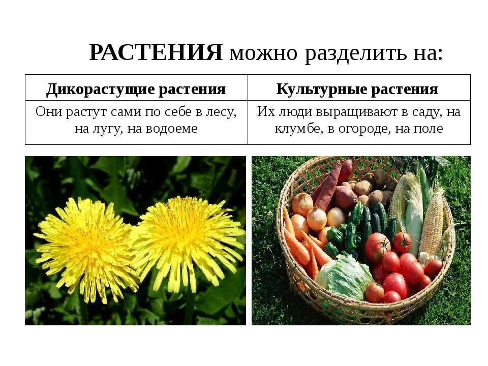 Сравнить и описать культурные растения. Культурные растения. Дикорастущие и культурные растения. Дикорастущие растения и культурные растения. Цветы дикорастущие и культурные.