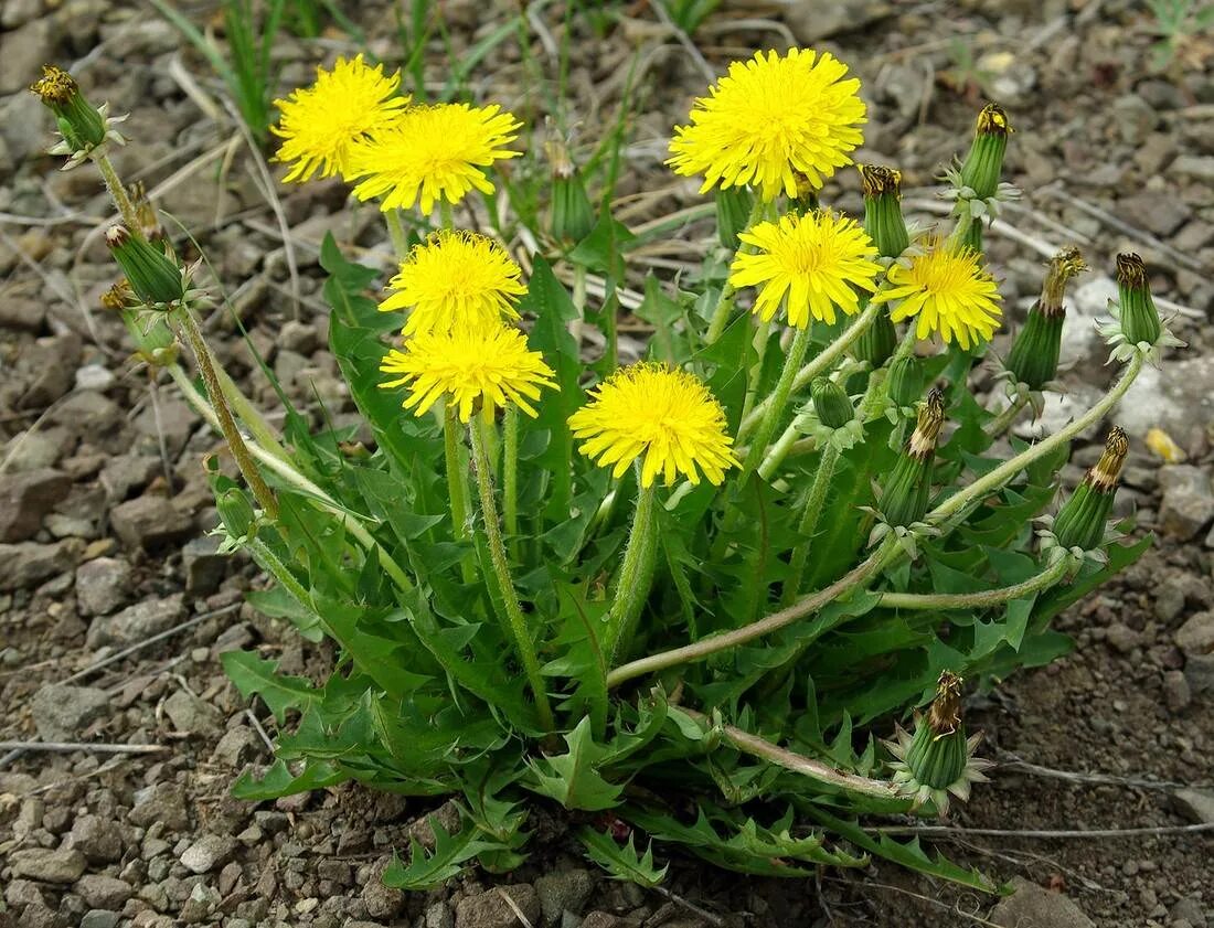 Лист Taraxacum officinale. Одуванчик полевой лекарственный. Прикорневая розетка одуванчика. Одуванчик лекарственный аптечный. Лечение цветками одуванчика