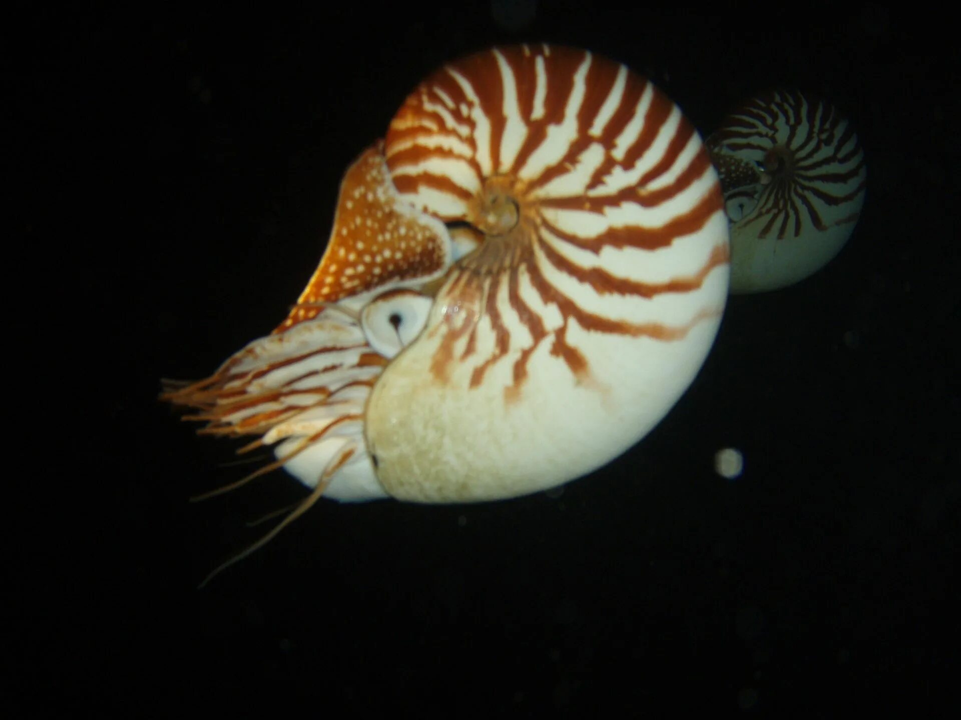 Наутилус значение. Головоногие моллюски наутилус. nautilus pompilius моллюск. наутилус помпилиус головоногий моллюск. наутилус помпилиус моллюск раковина.