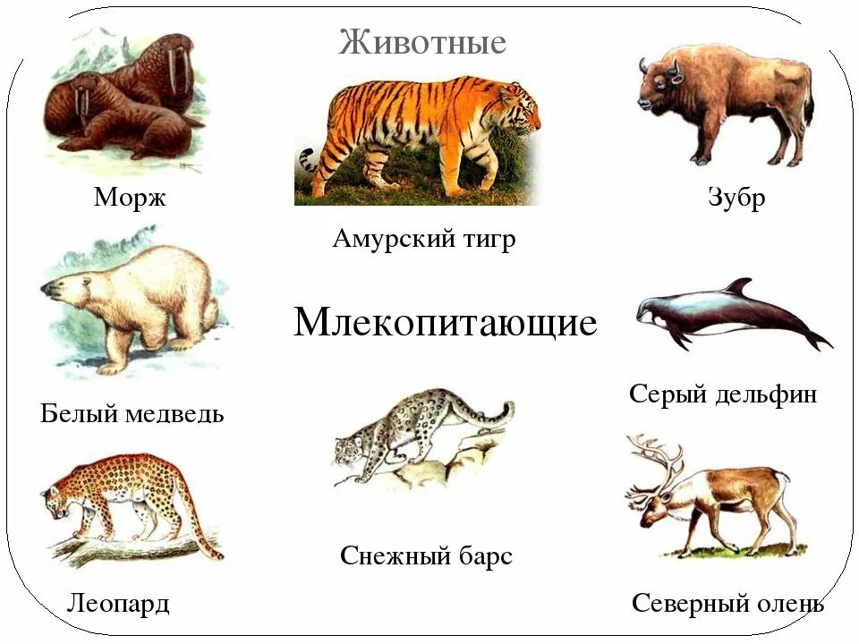 Млекопитающие животные примеры названия. Животные России занесенные в красную книгу России. Млекопитающие животные занесенные в красную книгу. Название растений и животных занесенных в красную книгу России. Красная книга России млекопитающие.