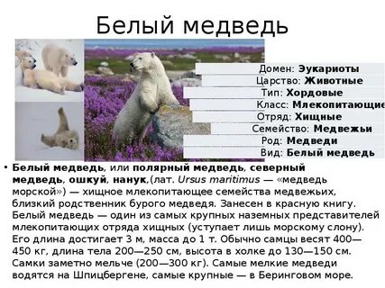 Почему белого медведя внесли в красную книгу