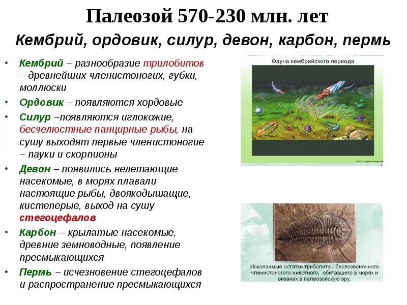 Девонский период палеозойской эры животные. Палеозойская эра девонский. Силурийский период палеозойской эры. Причина выхода позвоночных на сушу. Выход беспозвоночных на сушу.