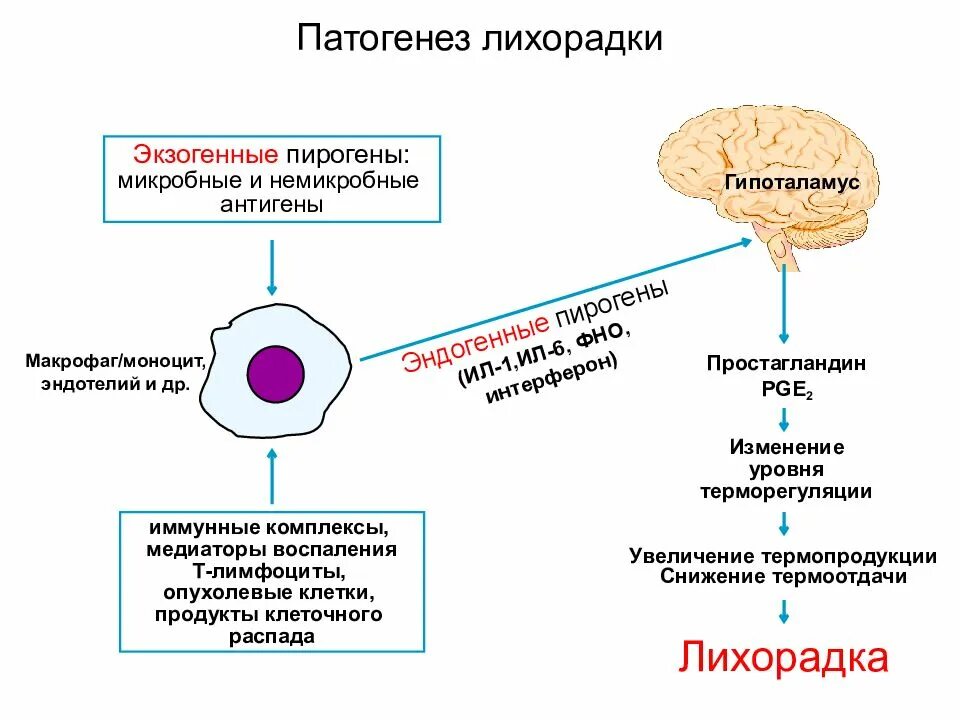 Патогенез лихорадки патофизиология. Патогенез первой стадии лихорадки. Патогенез лихорадочного синдрома. Механизм развития первой стадии лихорадки. Антигены макрофагов