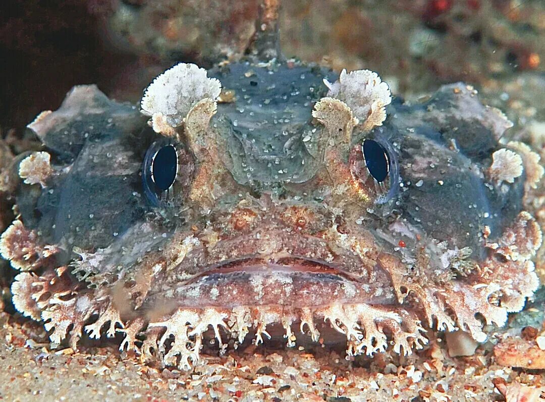 Существуют ли морские. Трехиглая рыба жаба. Рыба жаба ядовитая. Рыба жаба Opsanus tau.. Рыба-лягушка Aptocyclus ventricosus.
