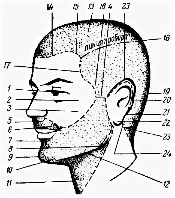 Лицо часть головы человека. Название частей головы. Названия частей головы для парикмахеров. Части головы схема. Схема головы для парикмахеров.