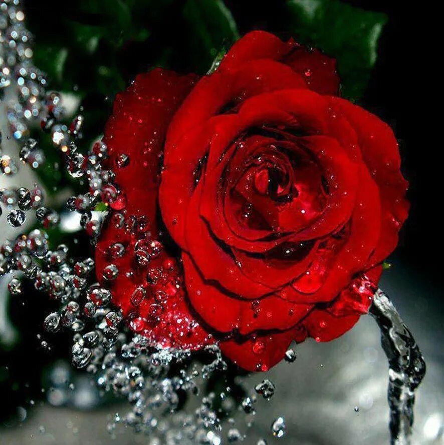 Аватарки цветочки. Красивые розы. Красные розы. Самые красивые цветы. Розы картинки красивые.