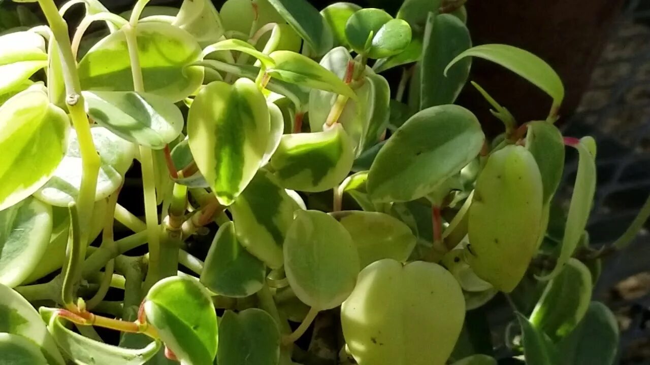 Пеперомия вариегата. Пеперомия scandens. пеперомия серпенс. пеперомия сканденс вариегата.