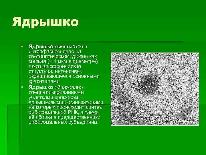 Растворение ядрышка. Ядрышко. Ядрышко препарат. Образование ядрышка. Строение ядрышка гистология.