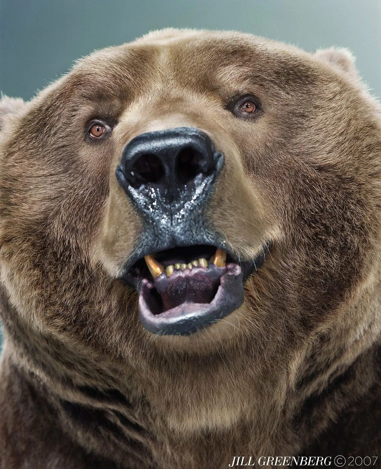 Какой нос у медведя. Гризли североамериканский бурый медведь. Медведь Гризли злой. Медведь Гризли нападение. Медведь Гризли оскал.