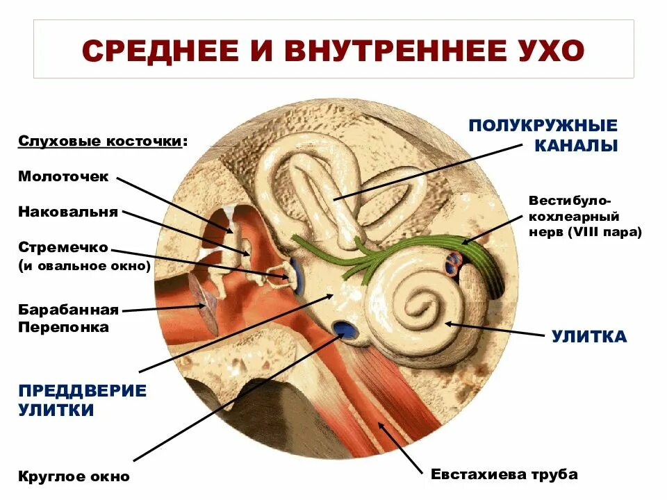 Преддверие функции. Внутреннее ухо строение и функции анатомия. преддверие внутреннего уха строение функции. строение структур внутреннего уха. строение среднего уха овальное окно.