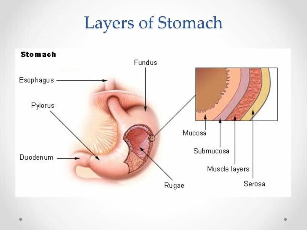 Мышечная оболочка слизистой оболочки желудка. Строение стенки желудка анатомия. Серозная оболочка желудка. Слои стенки желудка анатомия.