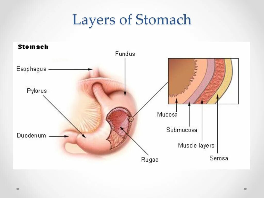 Подслизистый слой пищевода. Мышечная оболочка слизистой оболочки желудка. Строение стенки желудка анатомия. Серозная оболочка желудка. Слои стенки желудка анатомия.