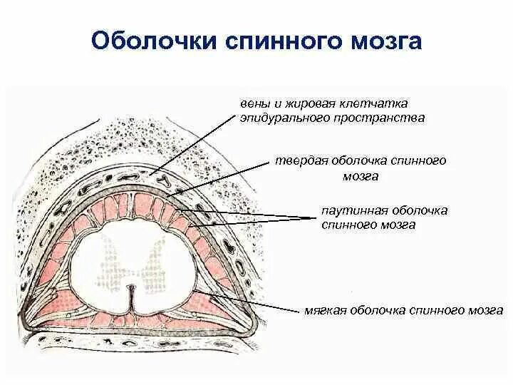 Подобранные оболочки. Оболочки и МЕЖОБОЛОЧЕЧНЫЕ пространства спинного мозга. 4. Оболочки и МЕЖОБОЛОЧЕЧНЫЕ пространства спинного мозга.. Схема оболочек и пространств головного мозга. Схема строения оболочек спинного мозга.