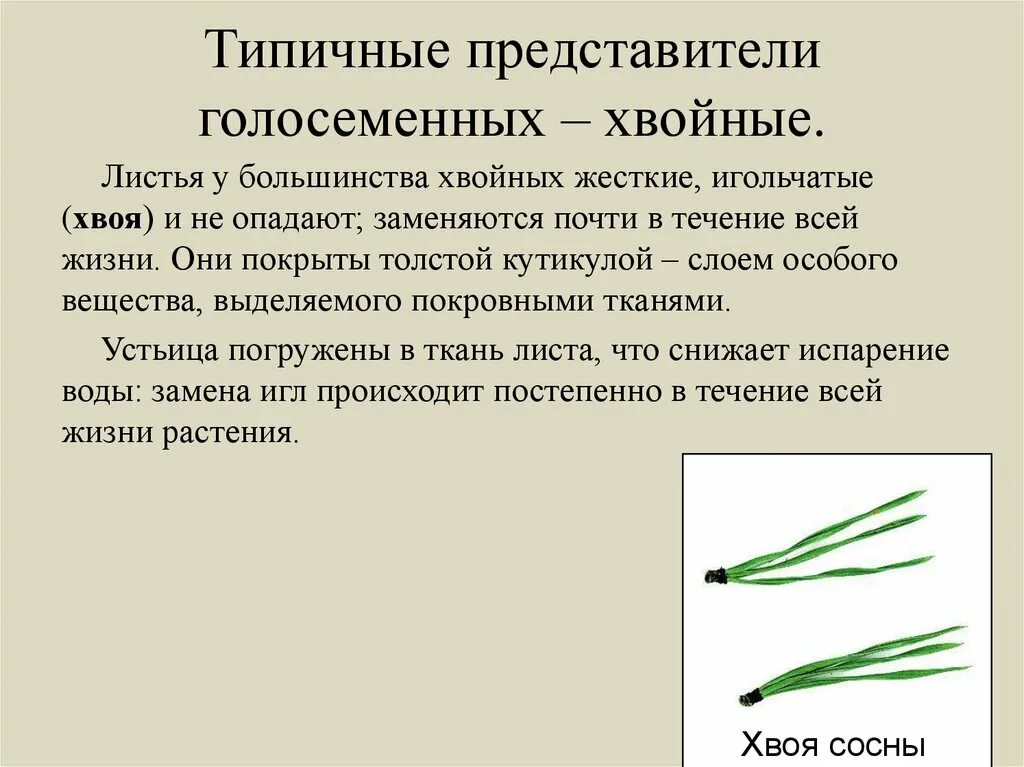 Листья хвойных покрыты кутикулой. Хвоинки покрыты. У большинства листья игловидные хвоя. Кутикула на хвоинках. Хвоя чем покрыты.