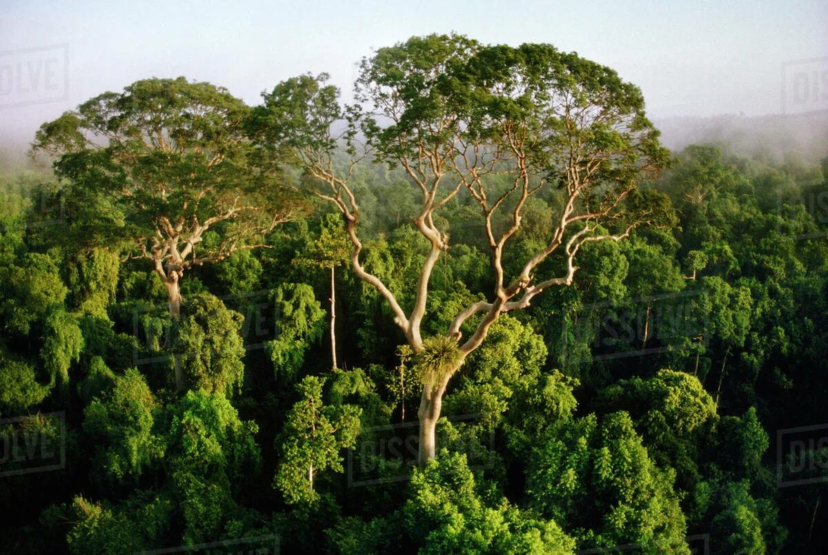 Сельва деревья. Rainforest Canopy. Canopy Tree. Rainforest Canopy Dwellers. Amazon borneo congo