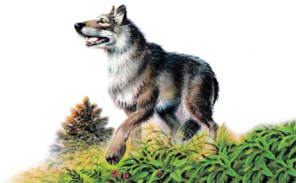 Рассказ белка и волк. Белка и волк толстой. Сказка Толстого белка и волк. Лев Николаевич толстой басня белка и волк. Волк картинка для детей.