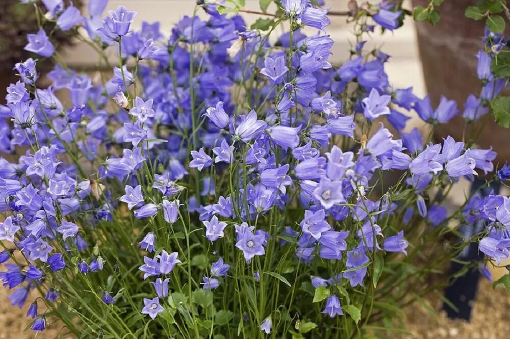 Колокольчик ложечницелистный (Campanula cochleariifolia). Колокольчик Кампанула многолетний. Колокольчик ложечницелистный Jingle Blue.