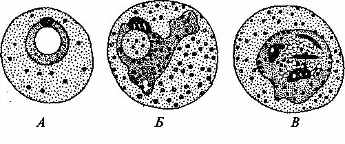 Микрогаметоцит это. Одноядерный шизонт. Кокцидии одноядерный шизонт. Шизонт малярийного плазмодия. Макрогаметоцит малярийного плазмодия.