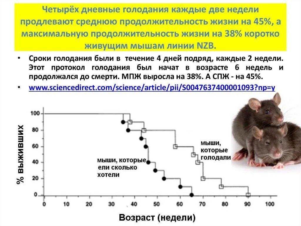 Продолжительность жизни мыши домашней. Продолжительность жизни мыши. Декоративные крысы живут. Продолжительность жизни домашних крыс. Продолжительность жизни крысы.