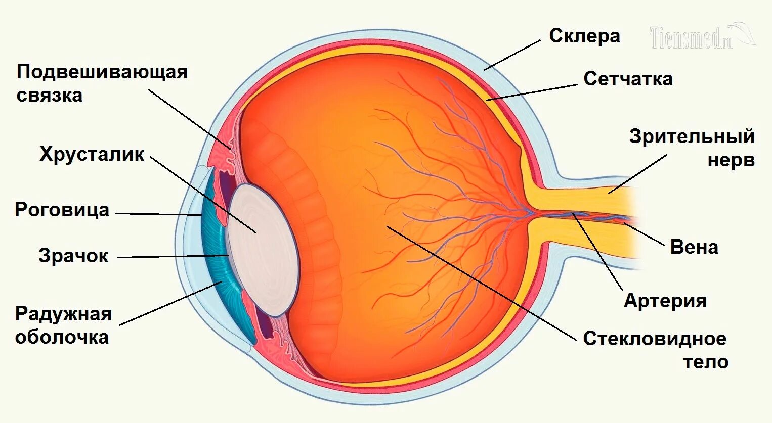 Строение глаза роговица хрусталик. Строение глаза сетчатка роговица хрусталик. Строение глаза зрачок роговица хрусталик. Строение глаза человека схема. Сетчатка буква