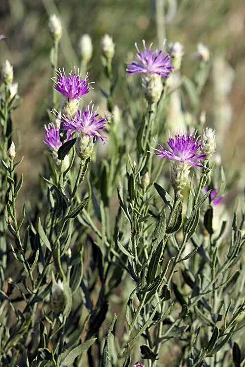Acroptilon repens - Image of an specimen - Plantarium