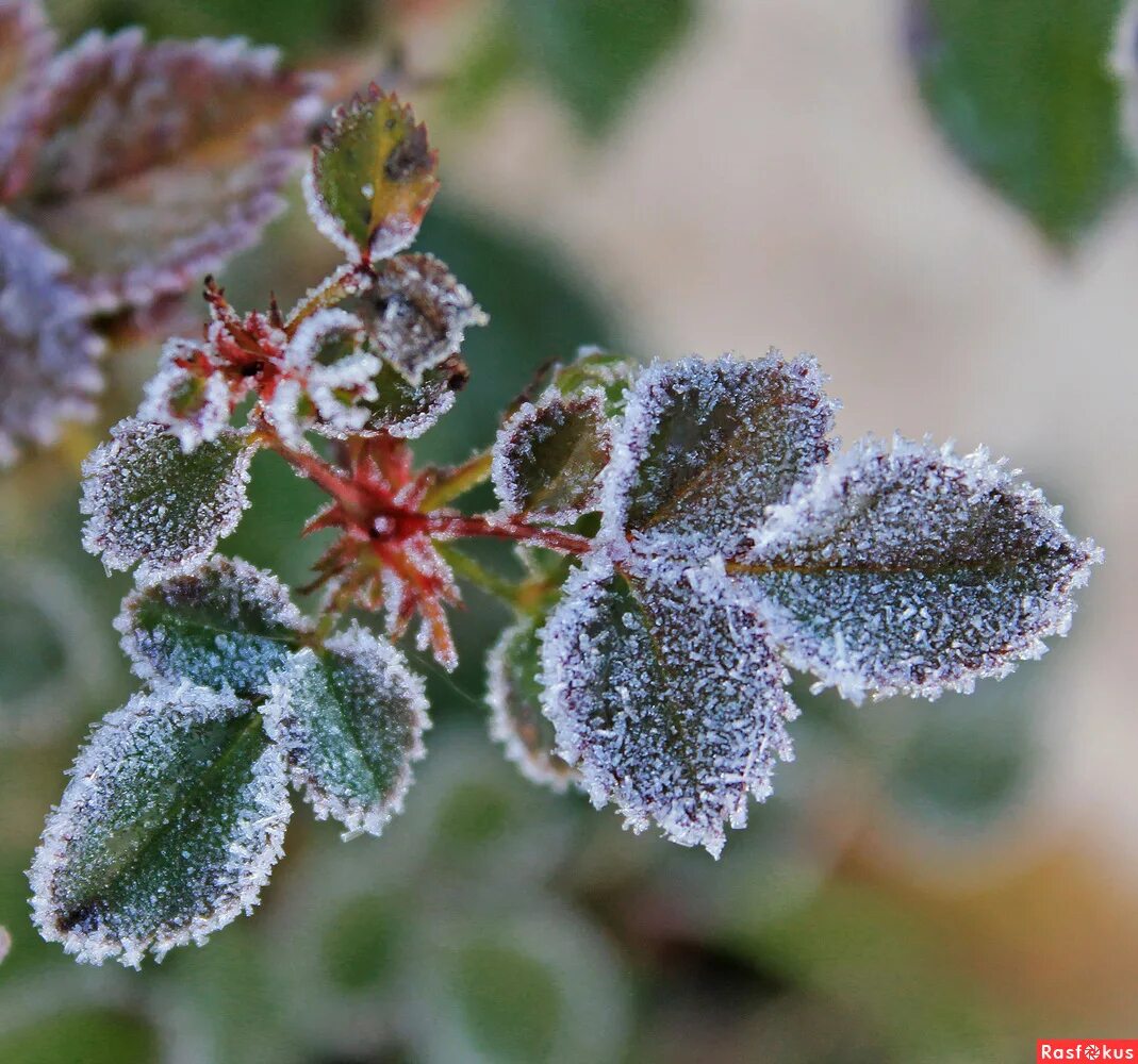 Деревья в снегу. В саду стояли припудренные утренним инеем деревья. Снежные деревья. Морозные деревья. Поздняя зима ранняя весна.