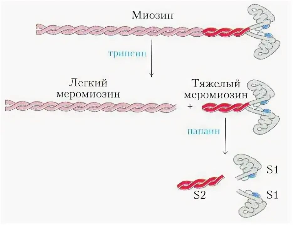 Белок миозин 2. Молекула миозина схема. Схема строения миозина. Миозин структура белка. Миозин белок структура.
