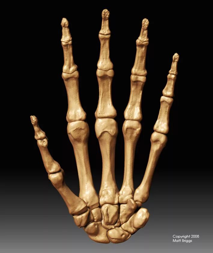 Hand bone