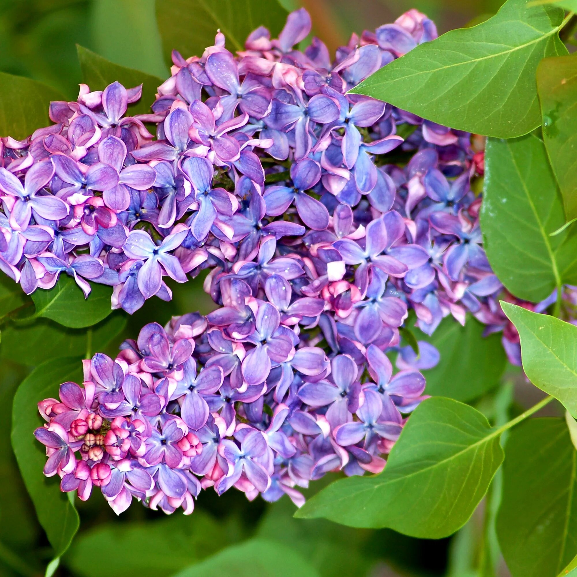 Как быстро растет сирень. Сирень китайская Саугеана. Сирень китайская (Syringa chinensis). Сирень обыкновенная Катюша.