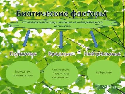 Конспект по биологии 5 класс жизнедеятельность организмов