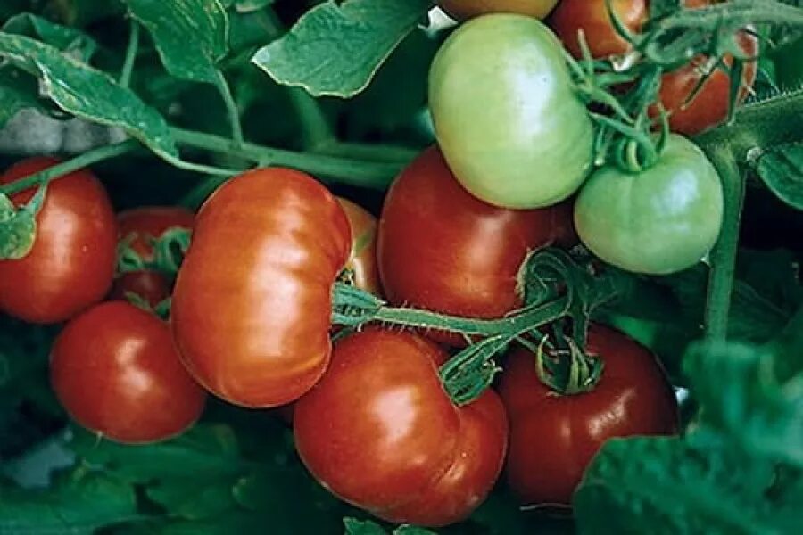 31 Ways to Make You an Organic Gardening Guru Огород с помидорами, Выращивание т
