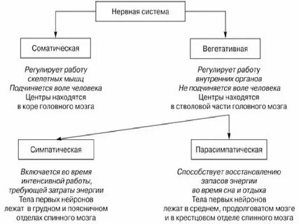 Что регулирует соматический отдел нервной системы