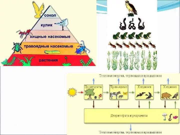 Экологическая пирамида численности. Экологическая пирамида. Пирамида численности и биомассы. Экологическая пирамида для дошкольников. Экологическая пирамида примеры.