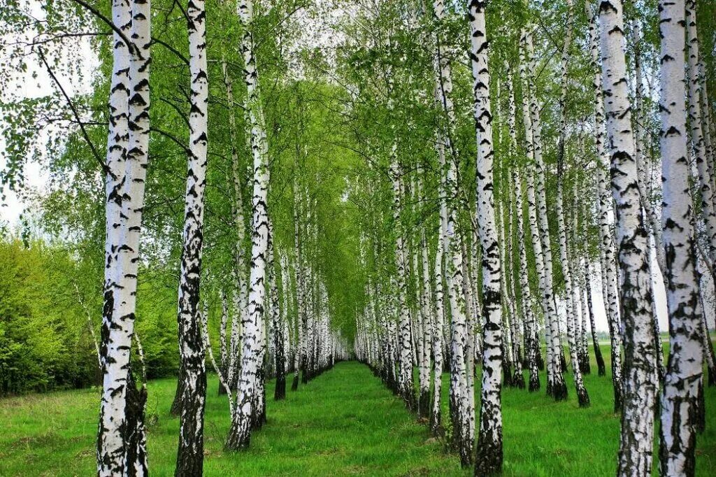 Березовая роща береза повислая. Береза (Betula). Береза Жакмана. Береза белокорая. День березы в россии в 2024 году