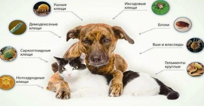 Что дать щенку от клещей