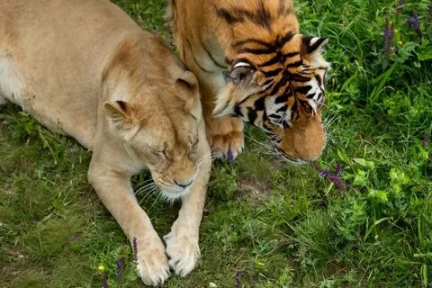 Lions tigers