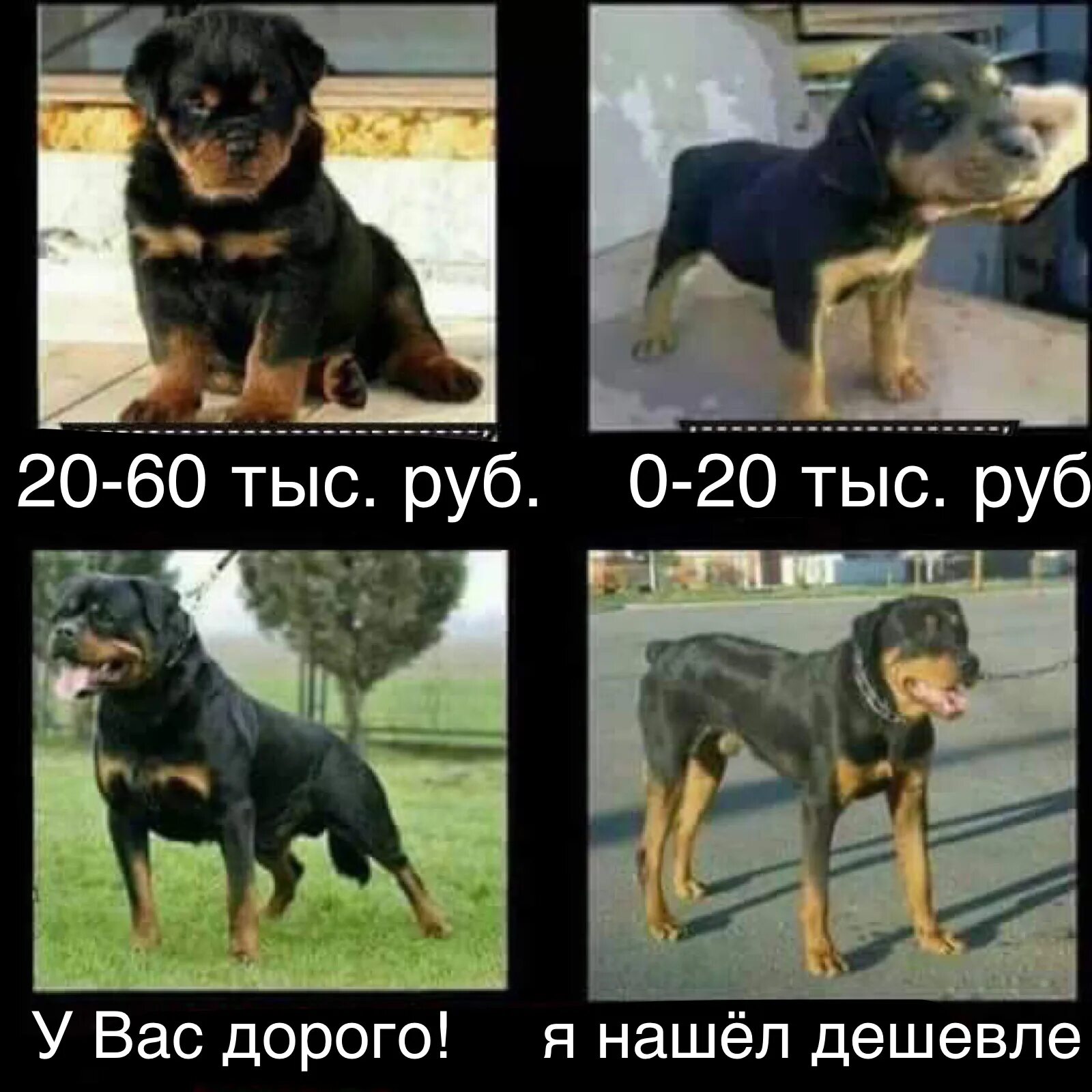 Песня я хочу ту самую собаку