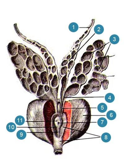 Семенные пузырьки анатомия строение. Семенной холмик анатомия. Семенные пузырьки и семявыбрасывающие протоки анатомия. Маточка анатомия. Маточка у мужчин