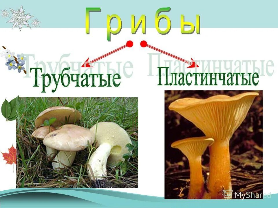 шляпочные грибы трубчатые и пластинчатые.